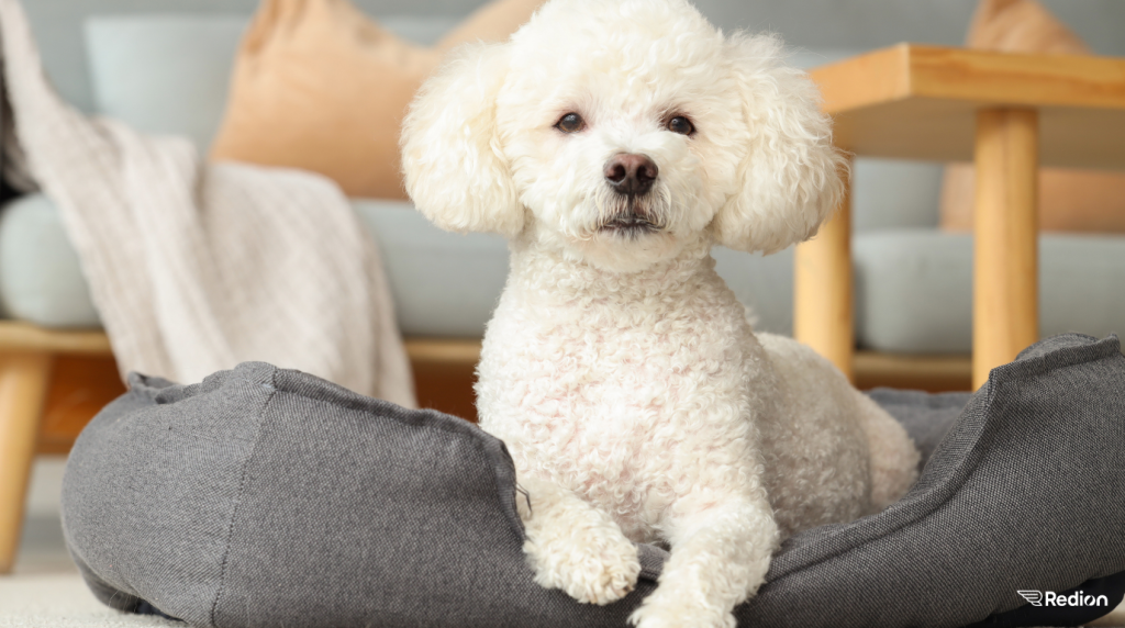 Pet-sitting on vacation: 5 tips to make sure everything goes smoothly